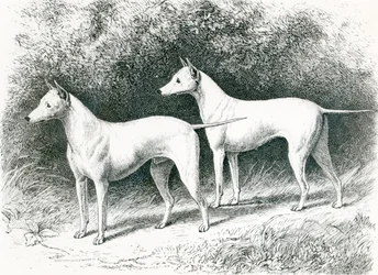 Les terriers anglais blancs de M. Vero Shaw 